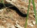 Black Phase rattle Snake