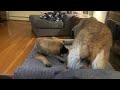 Hilarious, You gotta watch my Dogs #leonberger #dog #dogs #puppy