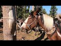 Finding a Back Door into Yellowstone