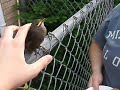 friendly bird