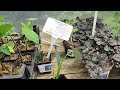 Exploring The Urban Jungle Exotic Plant Nursery: A Walkabout Tour