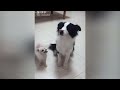 😹 You Laugh You Lose Dogs And Cats 😂🙀 Best Funny Animal Videos 🐱