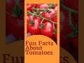 Amazing Truth about Tomatoes and its uses| Fun Facts