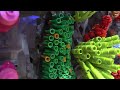 Huge LEGO Coral Reef – 7 Feet Wide!