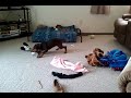 Funny Playful Red Doberman Pinscher Puppy w/her TOYS!