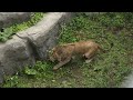 No86 迫力満点！円山動物園のライオン パーチェとイトの昼下がり　#円山動物園 #lion