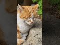 #roadcat: 길바닥에서 쉬고있는 흰색얼룩 노랑 길고양이 🐈 墓