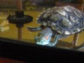 Red eared slider turtle eating orange.wmv