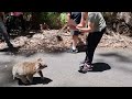 Mother and baby koalas stopping traffic - Part 1 🔴 Victoria, Australia