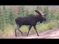 New brunswick moose calling 2016