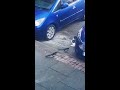 Magpies attack Cat