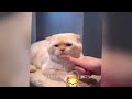 😍 Hilarious Cat Fails That Will Make You Laugh Out Loud 😹 Funniest Animals 2024 😹😂