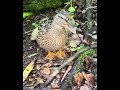 Decoy and the ducklings at the creek