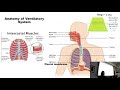 The Anatomy of the Ventilatory System