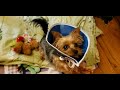 Little Chloe is recovering... #yorkie #shorts