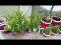 MONSOON SEASON FULL Information Z Plant#jadeplant #z #gardenplants #gardenig