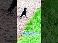 What’s This Bird Looking For In the Grass? #animal #nature #shorts #shortvideo #short #viralshorts