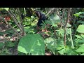 BANANA LAYING AT THE HARVEST // PISANG REBAHAN DI PANEN