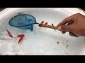 Menangkap Ikan Hias Ikan Comet Glofish Warna Warni