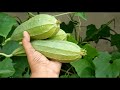 Organic Ridge gourds harvest 😄