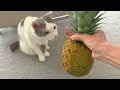 The result of showing a pineapple to a cat...! lol