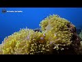 Relax with Nemo: 4K Anemonefish & piano solo