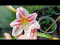 50 + flowers blooming my terrace garden  🥰