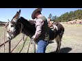 Adjusting Your Donkey Pack Saddle