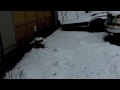 Puppies playing in the snow