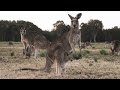 5 Most Weird Kangaroo Breeds in the World  | Wild Whim