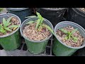 How to germinate peach seeds without cold stratification