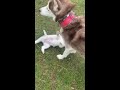 Husky Mom and Daughter Playing.