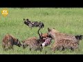 15 Most Brutal Moments Of Hyenas And Wild Dogs | Animal Fight