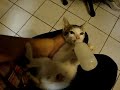 A Kitty drinking milk