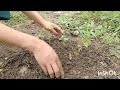 my garden vegetables harvesting/March 2024