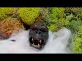 Kong: Primeval Stop Motion Animation (コング: 原始的なストップモーション アニメーション)