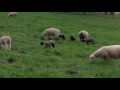 Lambs