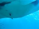 Manta Ray at Hin Muang - Thailand