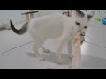 Laugh Uncontrollably! Best Funny Cat Videos 2024 😆😘 Best Funny Animals 2024 😹