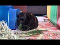 Guinea Pig Playing With Toys, Popcorning, And Eating Grass Compilation
