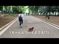 代々木公園のドッグランでクタクタになったトイプードル