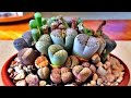 22 Indoor Plants that don't Need Water much | Indoor Plants No Need Water much | Plants and Planting