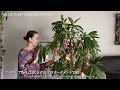 #40 HOUSE PLANT X’MAS DECORATION 観葉植物をクリスマスツリーに!