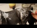 The Making of ODYSSEY | Breyer Model Horse Drastic Custom Tutorial