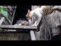 Two stray cats fight and bite each other, fighting for their territory!#cat #catshorts #catvideos