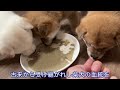 【柴犬 子犬】卒業の時を迎えた子犬たち＆最新情報