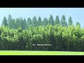 [playlist] 여름의 숲