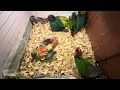 Conure Silly #greencheekconure #parrots #birds #cutebird #birdslover