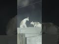 two cats moaning at eachother for 5 minutes 