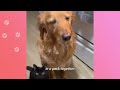 Stray Cat Tries To Win This Dog Over | Cuddle Buddies
